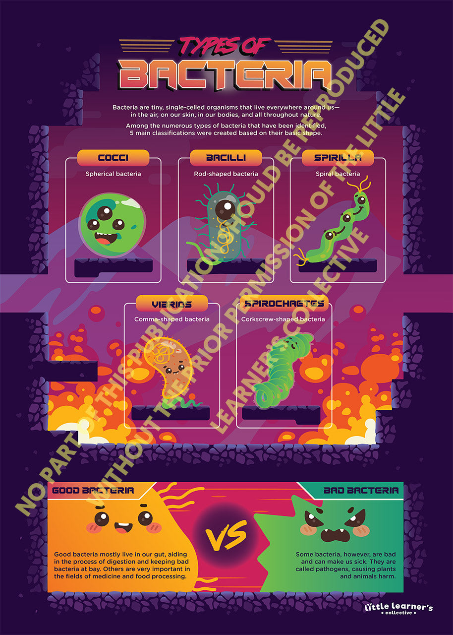 Types of Bacteria: The Battle of Good and Bad