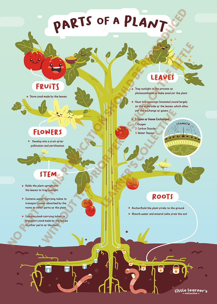 Plant Anatomy: From Leaves to Roots