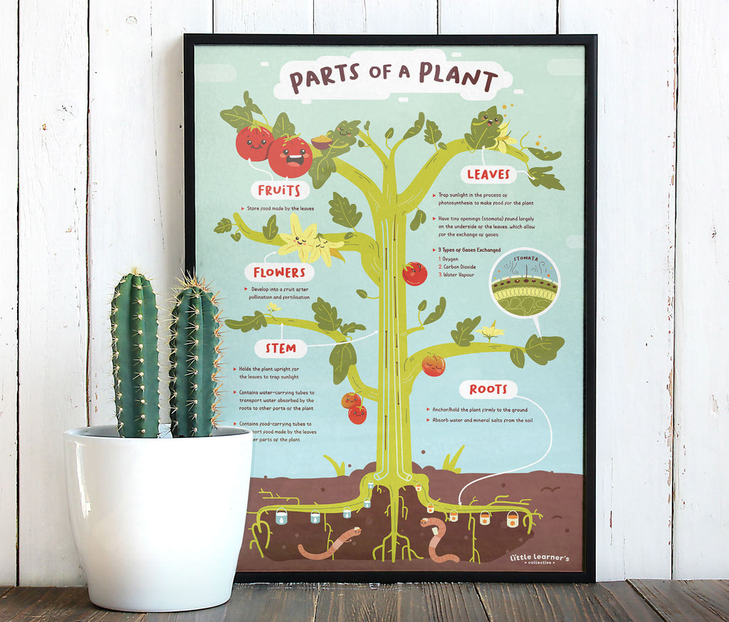 Plant Anatomy: From Leaves to Roots