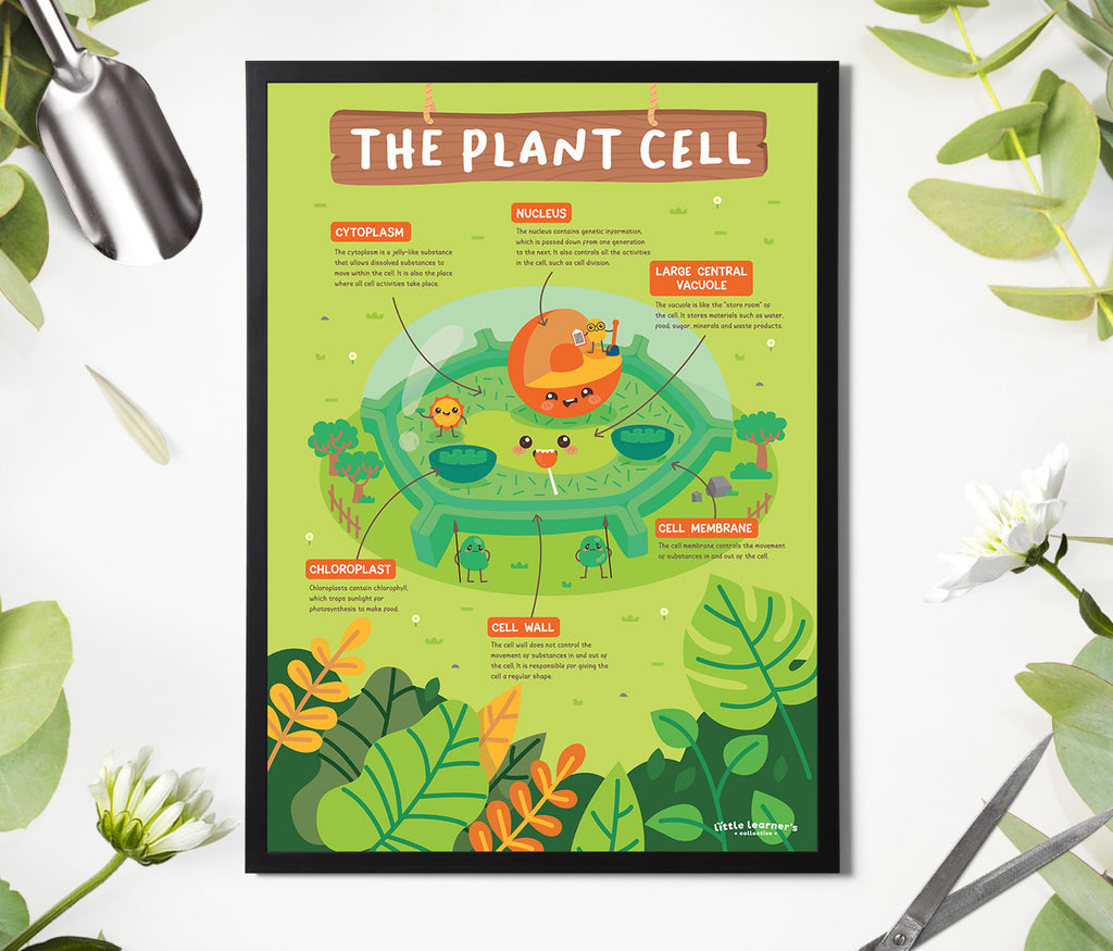 Plant Cell: What’s Behind that Wall