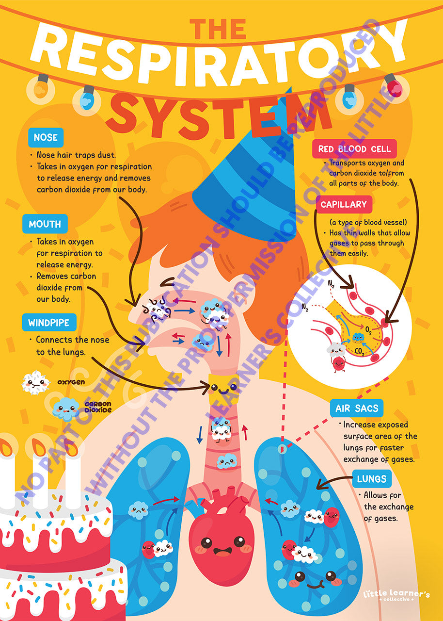 Respiratory System: Party in a Poster
