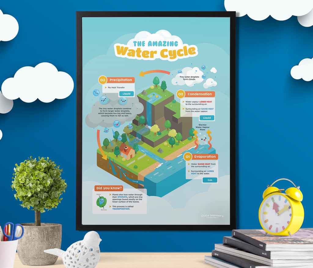 Water Cycle: From Top to Bottom
